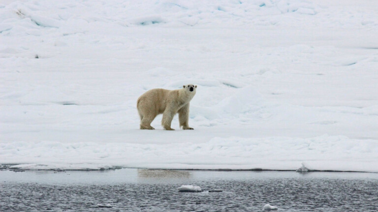 Eisbär Spitzbergen Packeisgrenze